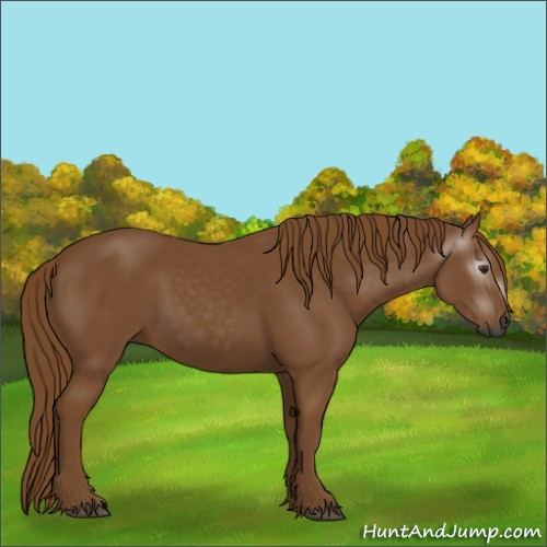 Horse Color:Gray Chestnut