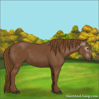 Horse Color:Gray Chestnut
