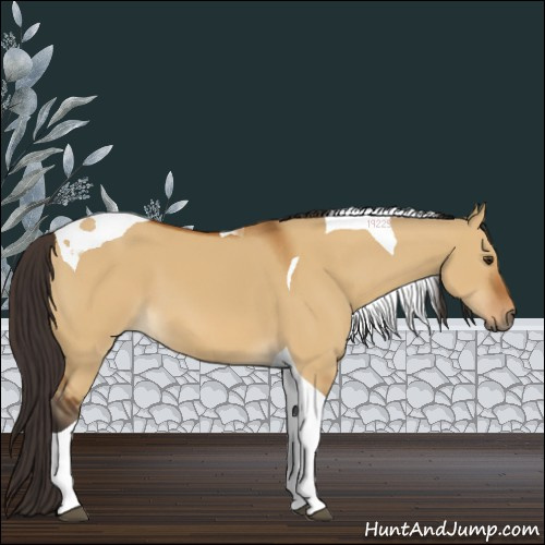 Horse Color:Buckskin Dun Tobiano 