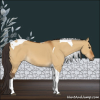 Horse Color:Buckskin Dun Tobiano