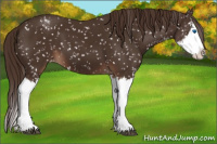 Horse Color:Liver Chestnut Sabino Splash Appaloosa 