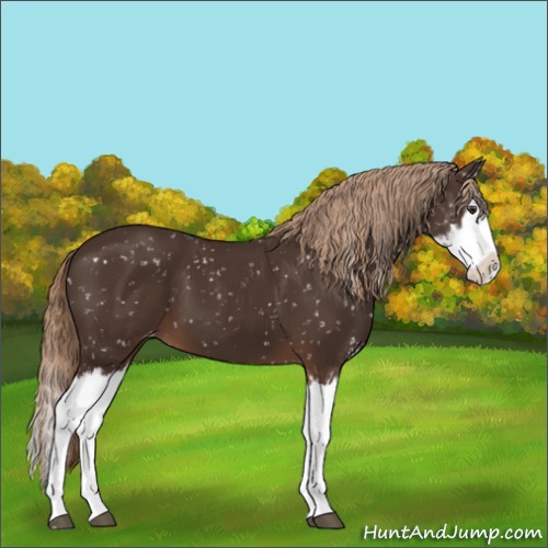 Horse Color:Liver Chestnut Sabino Splash Appaloosa 