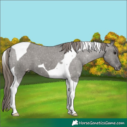 Horse Color:Grullo Tobiano Appaloosa