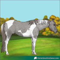 Horse Color:Grullo Tobiano Appaloosa 