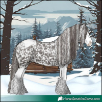 Horse Color:Liver Chestnut Sabino Splash Appaloosa 