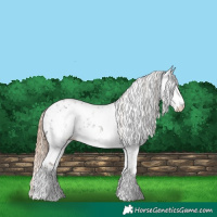 Horse Color:Liver Chestnut Sabino Appaloosa 