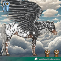 Horse Color:Liver Chestnut Mushroom Appaloosa