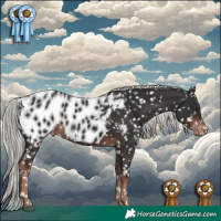 Horse Color:Liver Chestnut Mushroom Appaloosa