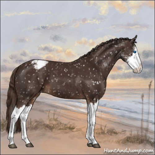 Horse Color:Liver Chestnut Sabino Splash Appaloosa 