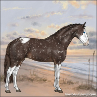 Horse Color:Liver Chestnut Sabino Splash Appaloosa 