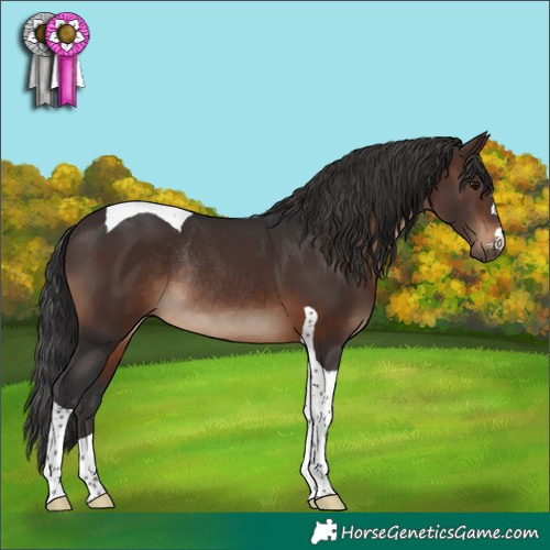 Horse Color:Brown Tobiano Rabicano 
