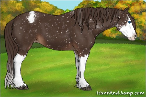 Horse Color:Liver Chestnut Sabino Splash Appaloosa 