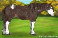 Horse Color:Liver Chestnut Sabino Splash Appaloosa