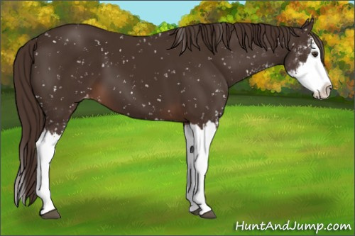 Horse Color:Liver Chestnut Sabino Splash Appaloosa 