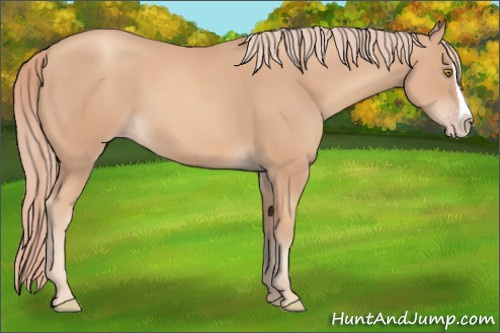 Horse Color:Gold Champagne Splash 