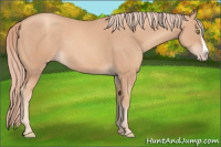 Horse Color:Gold Champagne Splash 