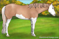 Horse Color:Gold Champagne Splash 