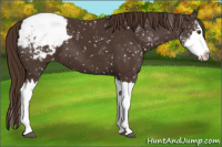 Horse Color:Liver Chestnut Sabino Splash Appaloosa 