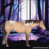 Horse Color:White Spotted Amber Champagne 