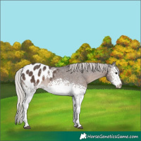 Horse Color:White Spotted Silver Black Appaloosa 