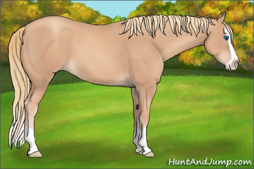 Horse Color:Gold Champagne Splash 