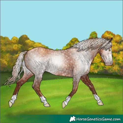 Horse Color:Gray Gold Champagne Rabicano 