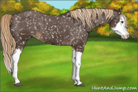 Horse Color:Liver Chestnut Sabino Splash Appaloosa 