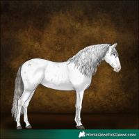 Horse Color:Liver Chestnut Sabino Splash Snowflake Varnish