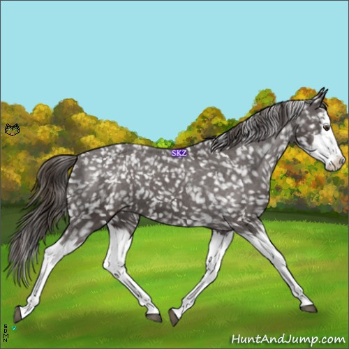 Horse Color:Liver Chestnut Sabino Splash Snowflake Varnish