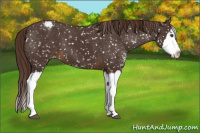Horse Color:Liver Chestnut Sabino Splash Appaloosa 