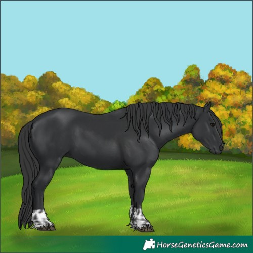 Horse Color:Black  and Black 