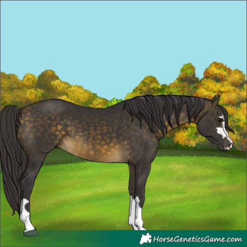 Horse Color:Buckskin 