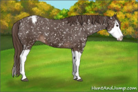Horse Color:Liver Chestnut Sabino Splash Snowflake Varnish
