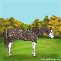 Horse Color:Liver Chestnut Sabino Splash Snowflake Varnish