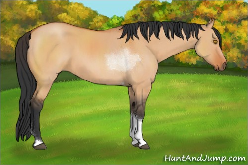 Horse Color:Bay Dun Tobiano Rabicano 