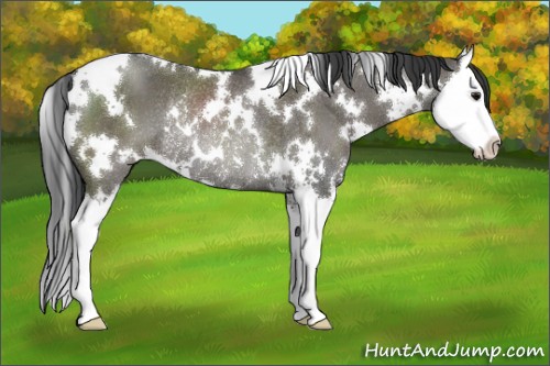 Horse Color:White Spotted Grullo Sabino Splash Rabicano 