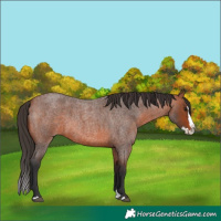 Horse Color:Bay Roan Splash 