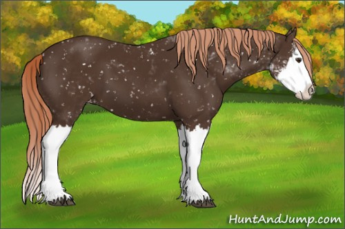 Horse Color:Liver Chestnut Sabino Splash Appaloosa 