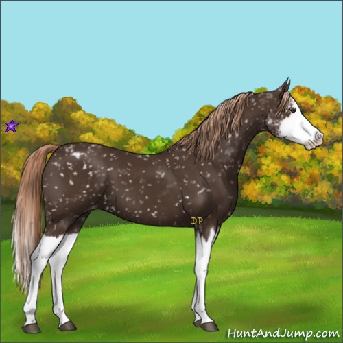 Horse Color:Liver Chestnut Sabino Splash Snowflake Varnish