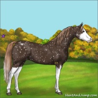 Horse Color:Liver Chestnut Sabino Splash Appaloosa 