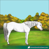 Horse Color:Liver Chestnut Sabino Splash Snowflake Varnish