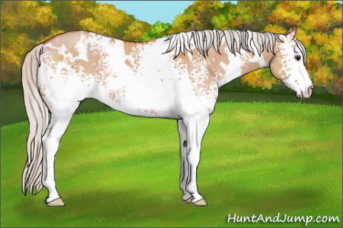 Horse Color:White Spotted Silver Bay Dun Rabicano 