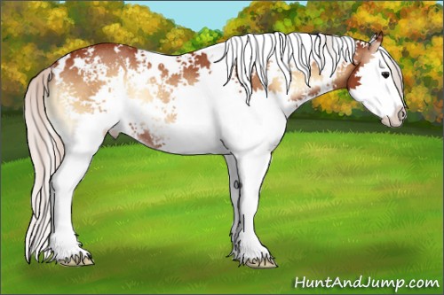 Horse Color:White Spotted Silver Brown Onyx Splash Rabicano 