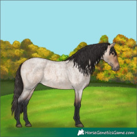 Horse Color:Bay Roan Dun 