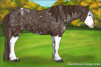 Horse Color:Liver Chestnut Sabino Splash Appaloosa 