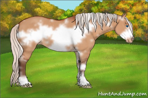 Horse Color:White Spotted Silver Bay Dun Sabino Frame Appaloosa 
