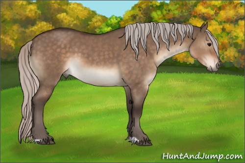 Horse Color:Silver Brown Dun Sabino 