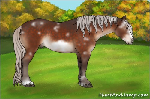 Horse Color:White Spotted Silver Brown Sabino Frame Rabicano 