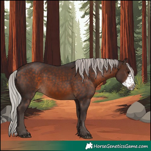 Horse Color:Silver Brown Sabino Frame 