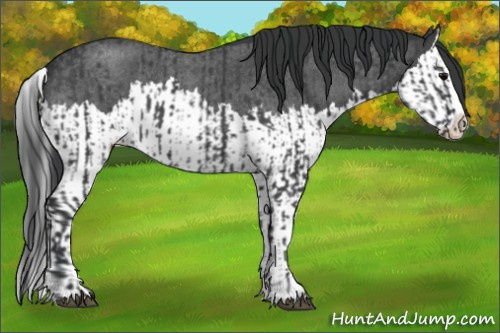 Horse Color:Blue Roan Sabino Splash  and Blue Roan Sabino Splash 